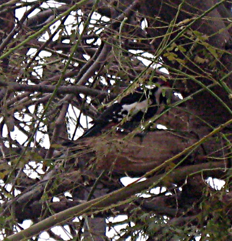 24-1-2009-woodpecker3
