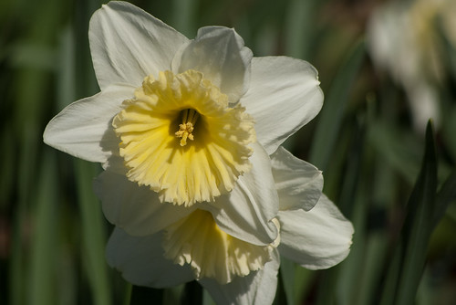 Blithewold Mansion - Daffodil