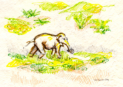 Elephant in the Field
