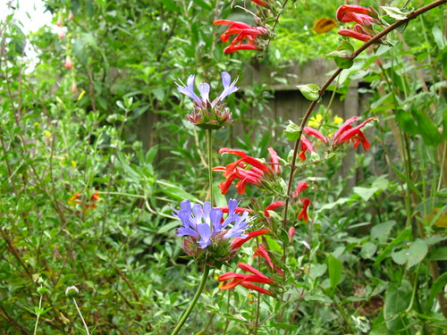 Salvia clevelandii, Keckiella cordifolia