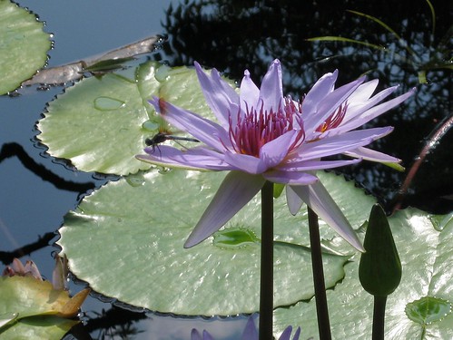 Water Lily with Dragonfly