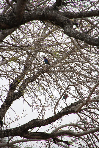 4041194638 336cde765b Lilac Breasted Roller