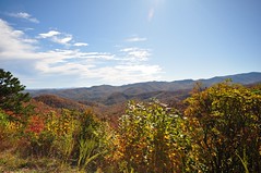 Tree Tops and Mountain Views In Asheville, NC