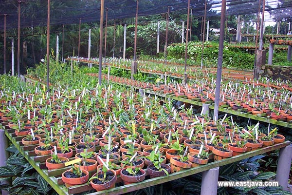 Sien Orchid Cultivation - Pasuruan
