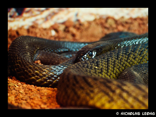 Australia's most poisonous snake