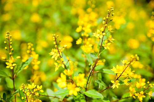 Little Yellow Flowers (by swanky)