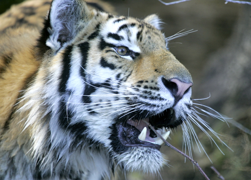 Tiger Eating Branch