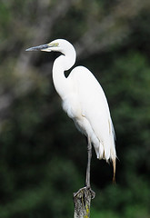 Great Egret, Saiwa Swamp NP, Kenya