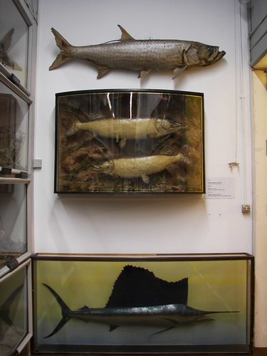The big fish wall