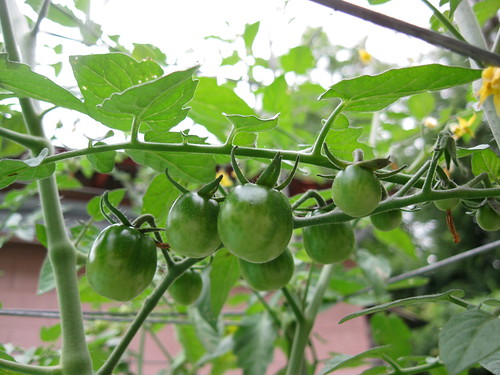 Tiny Tomatoes