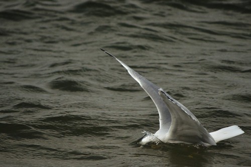seagull 3 of 4