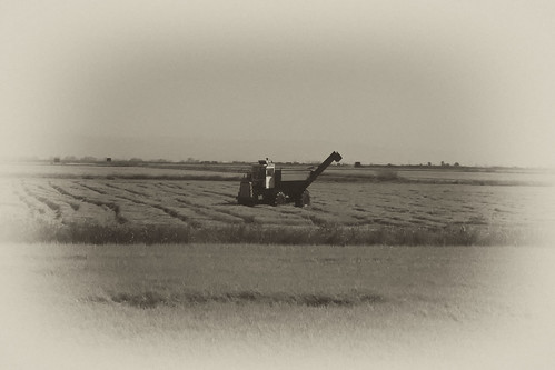Vintage Harvest