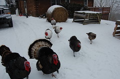 Turkeys in the snow