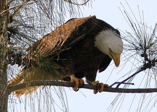 Eagle Examines Twig 20090113