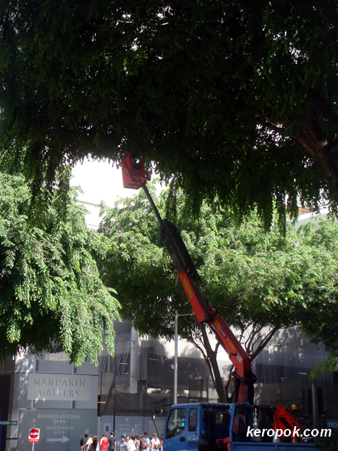 Tree pruning along Orchard Road