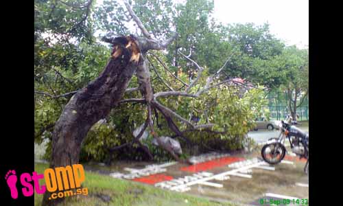 Storm brings tree crashing down onto bikes near primary school