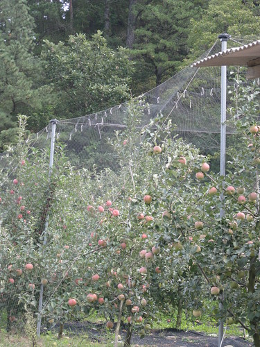 peach plants