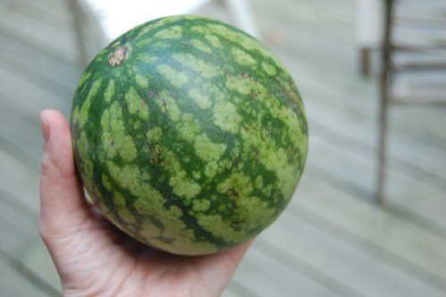 teensy watermelon