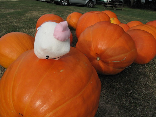Tofu Baby falls off the pumpkin.
