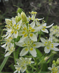 fremont's star lilies loaded with nectar