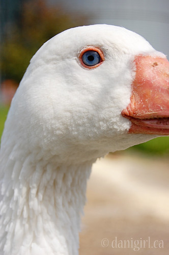 211b:365 Goose