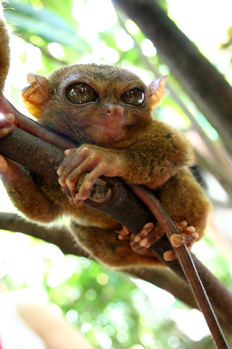tarsier-philippines-10 by you.