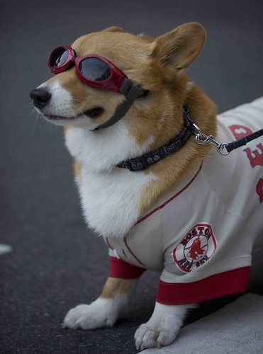 red sox dog