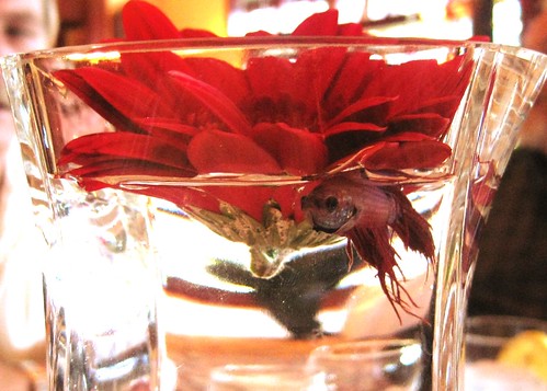 Please think it through before you select betta fish as centerpieces