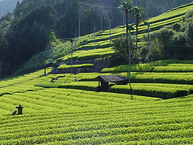 川根 茶畑