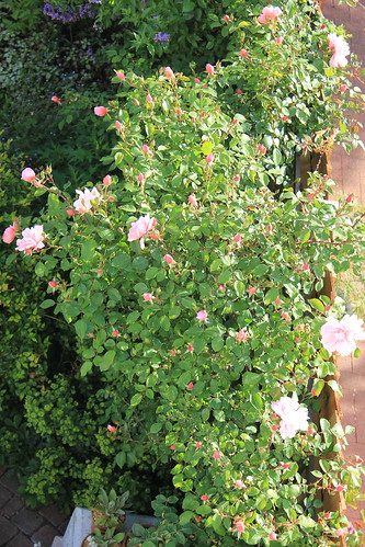 Rambling Rose Spring 2011