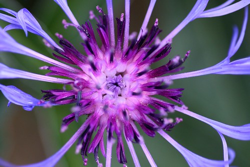 Cultivated Knapweed.