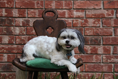 A fluffy dog and a chair