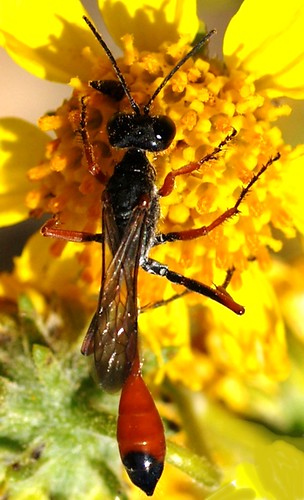 Amophila sp., Thread-waisted Wasp