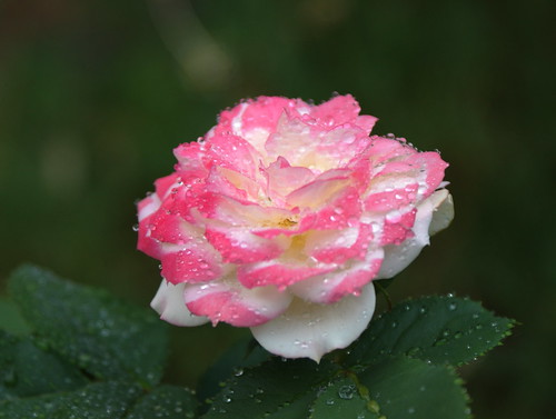 Pink Rose with water-droplets
