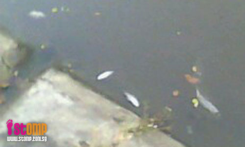 Why so many dead fish in Rochor River?