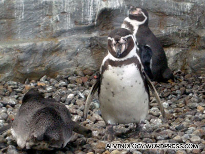 Group of Humboldt Penguins
