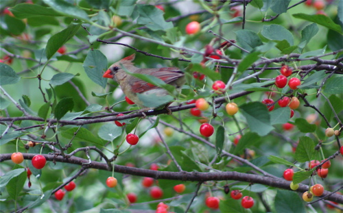 cherry cardinal female
