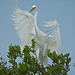 Great White Heron Landing in Mangrove Tree by kevansunderland
