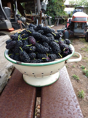 Mulberries :D, 85/365