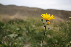 Coyote Mountain Bloom