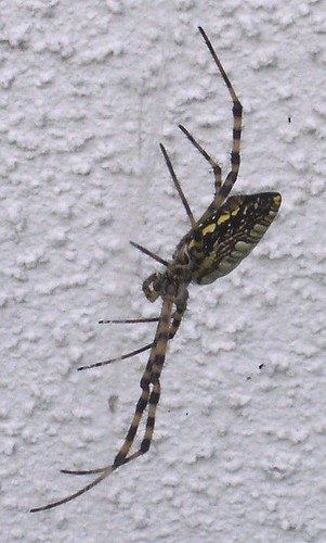 Female Banded Argiope, Side View