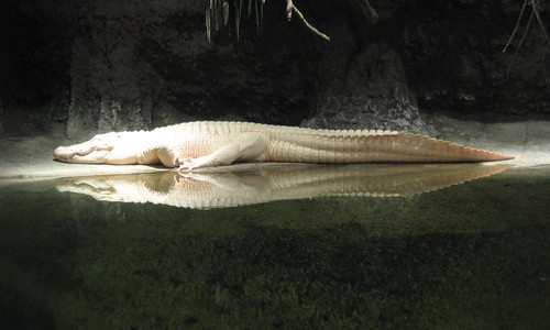 pretty alligator