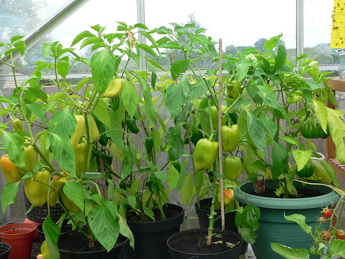 Peppers in my greenhouse
