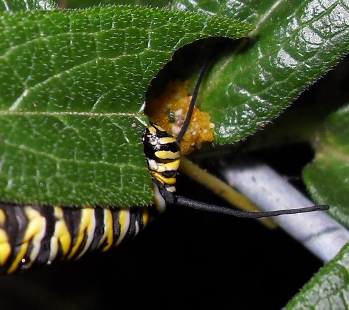 monarch caterpillar clipart. Monarch Caterpillar Eating