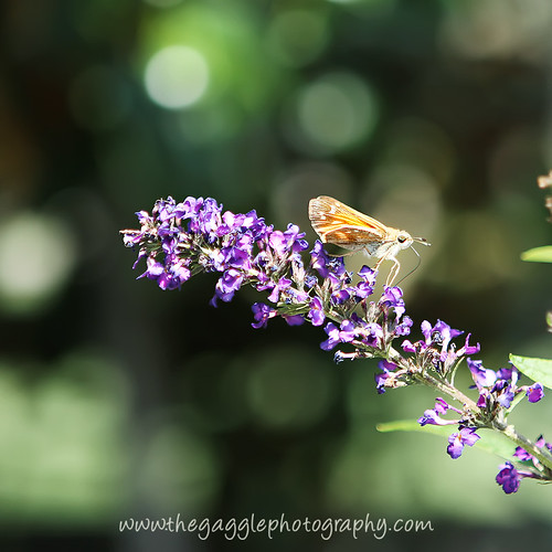 Butterfly Bushes - 246/365 - Sept 3