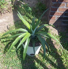 Who says pineapples don't grow in North Carolina?