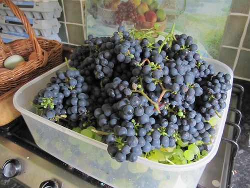 Grapes from the vine...