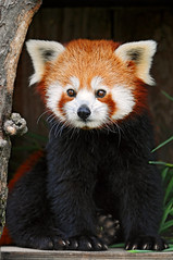 Posing red panda 2