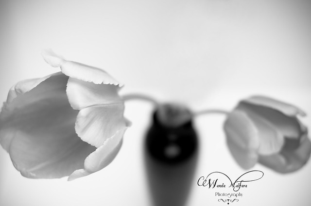 flowers tulips 072-2 blog