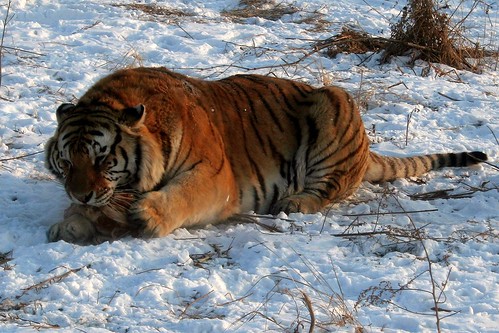 Harbin Siberian Tiger Reserve